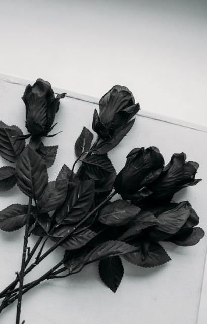 Where can you find black preserved roses?